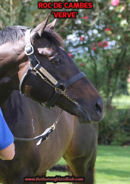 addtext_com_mdeyntm1ndu5nzuw