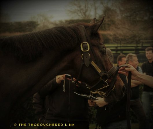 zabeel2 (2)-012137129551..jpg