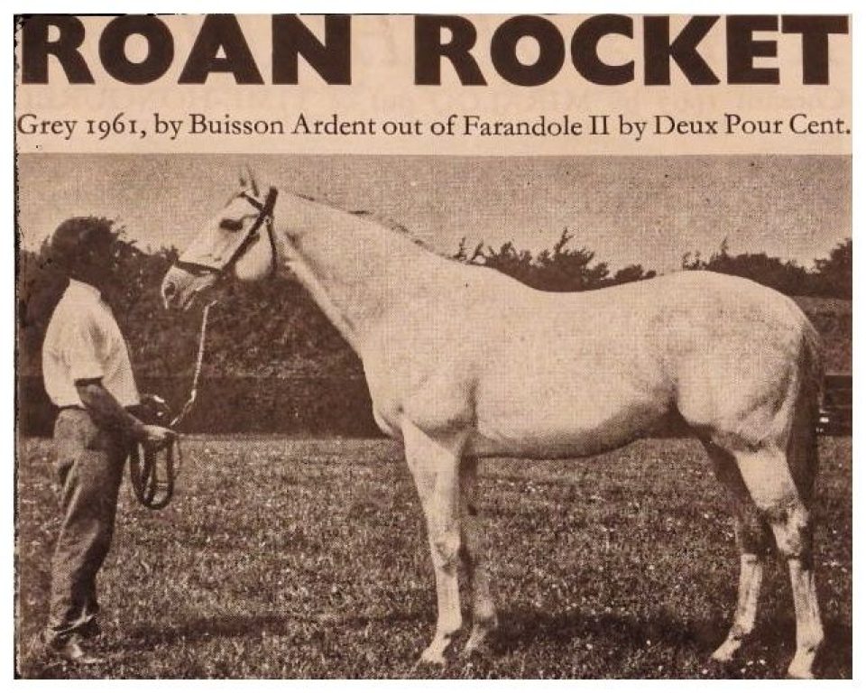 The Thoroughbred Link