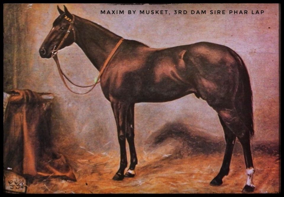 The Thoroughbred Link