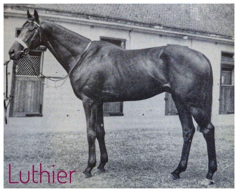 The Thoroughbred Link