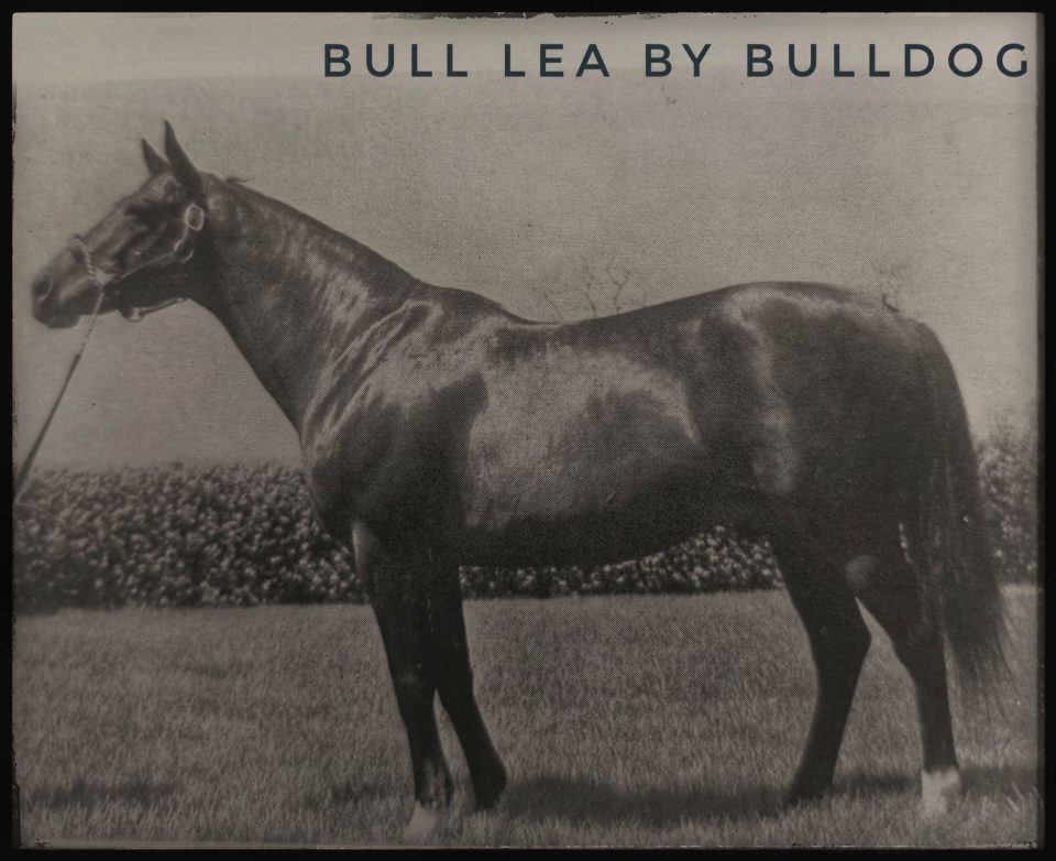 The Thoroughbred Link