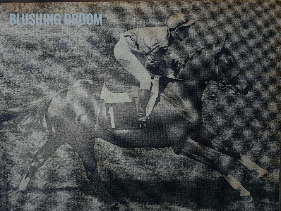 The Thoroughbred Link