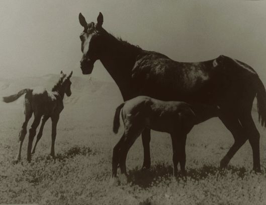 A black and white photograph of a mare and two foals standing in an open field.