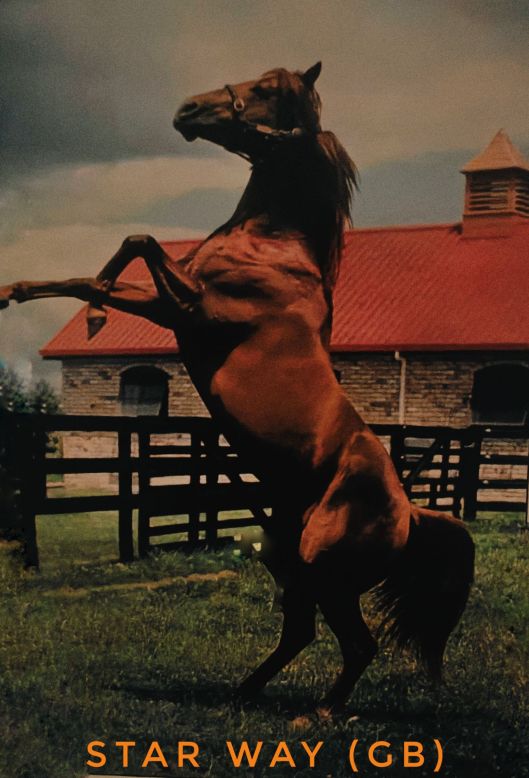 A brown horse rearing up in front of a barn with a red roof.